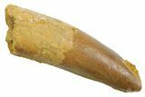 Fossil Spinosaurus Tooth - Feeding Worn Tip #349764-1